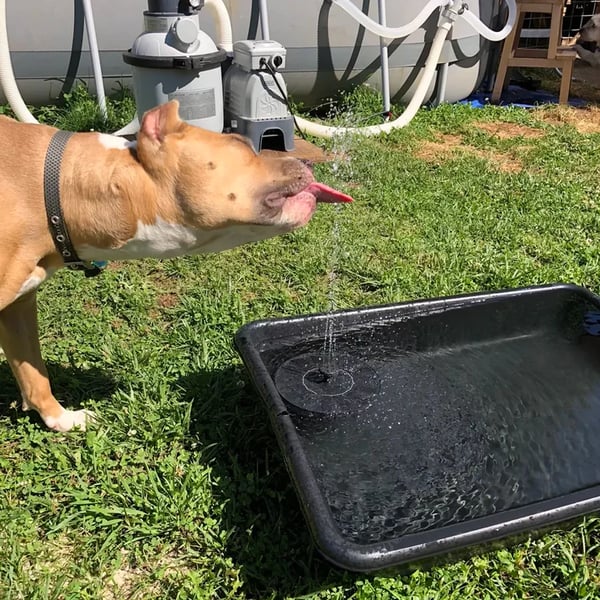 Water Bloom ™
